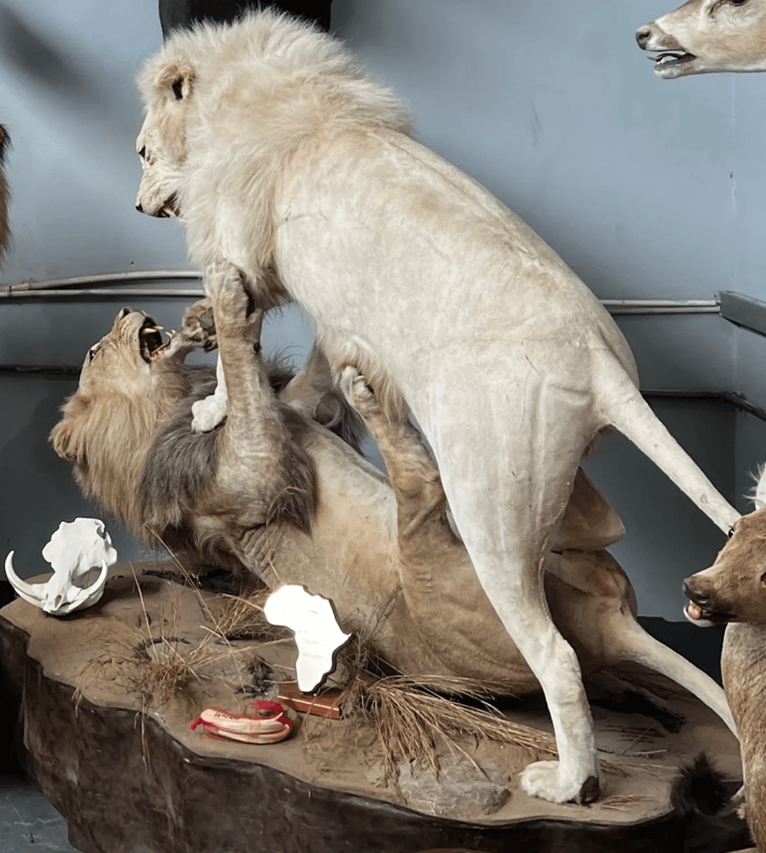 Two lions fighting in a museum display.