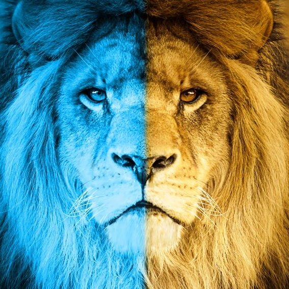 Half blue, half natural lion face.